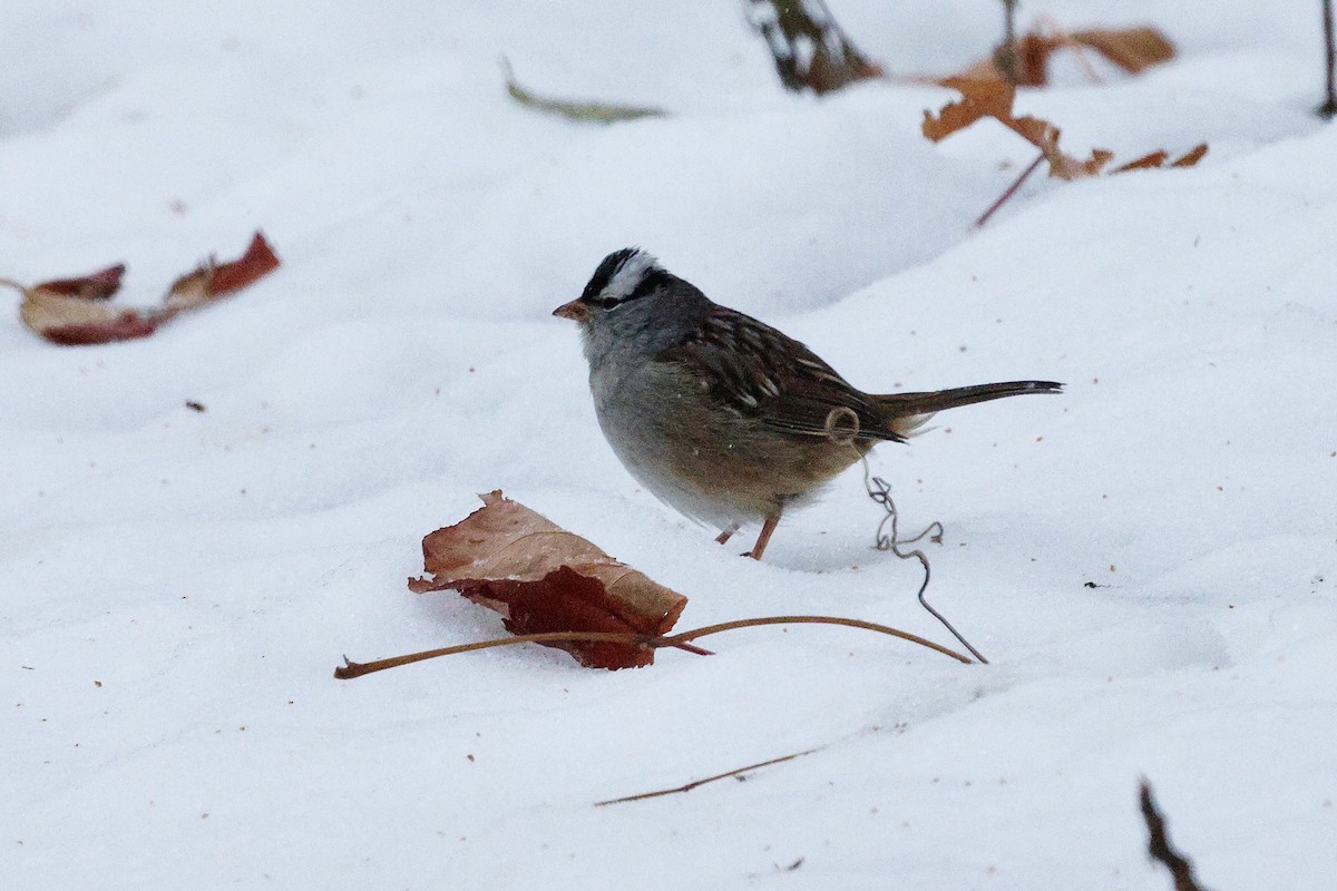 White-crowned Sparrow - ML646524979
