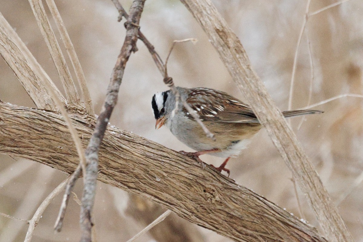 White-crowned Sparrow - ML646524980