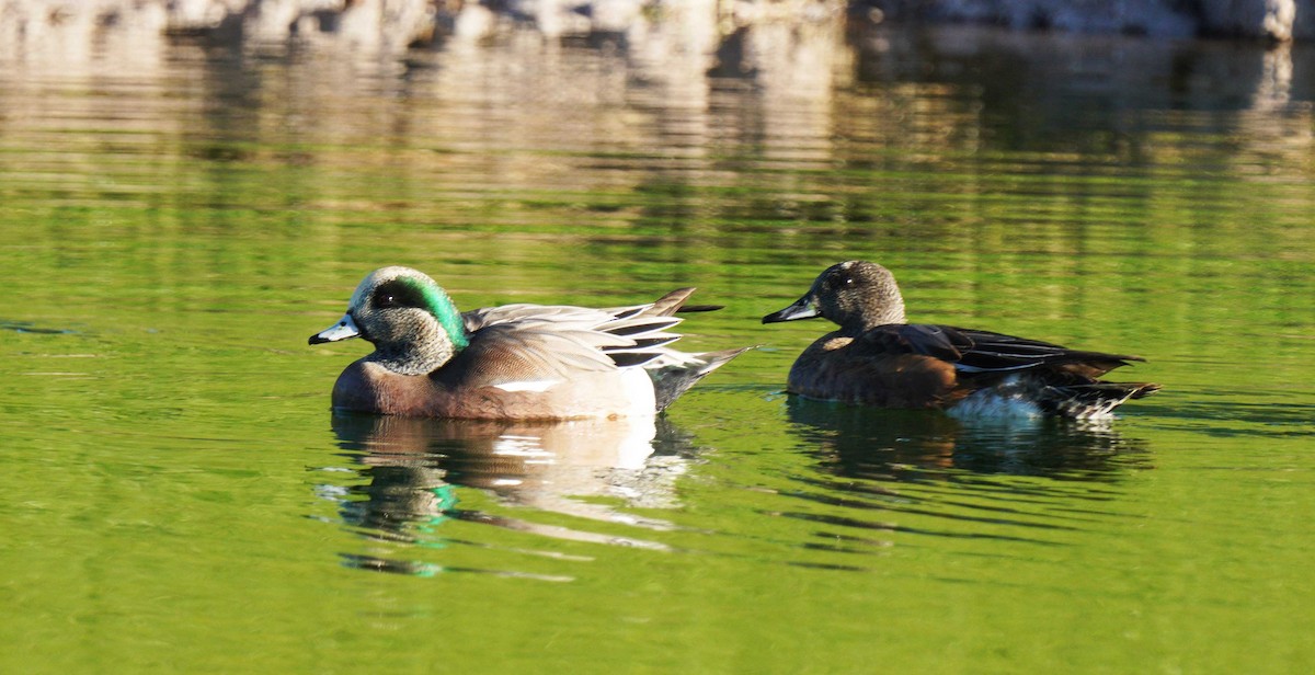American Wigeon - ML646524982