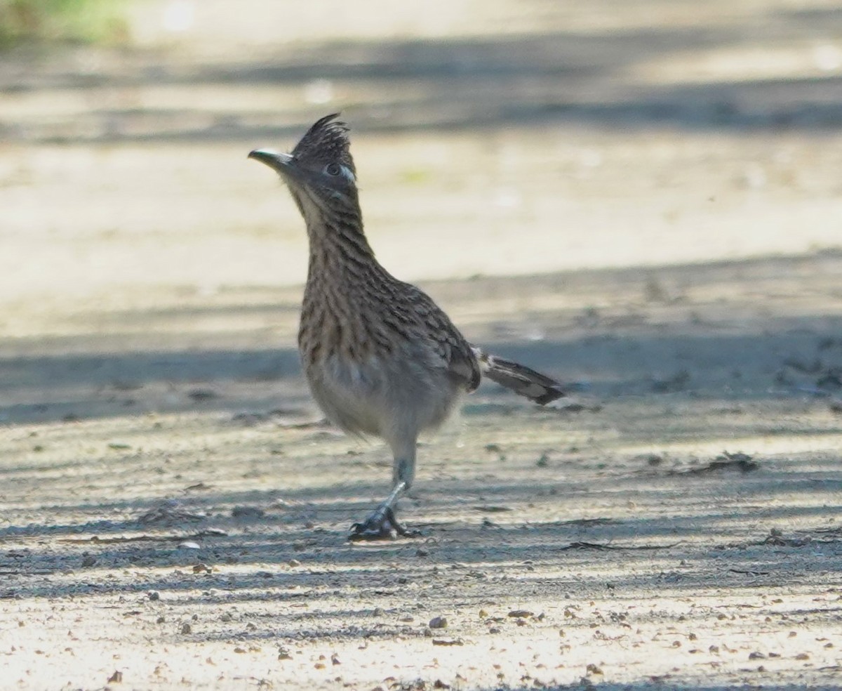Greater Roadrunner - ML646524984