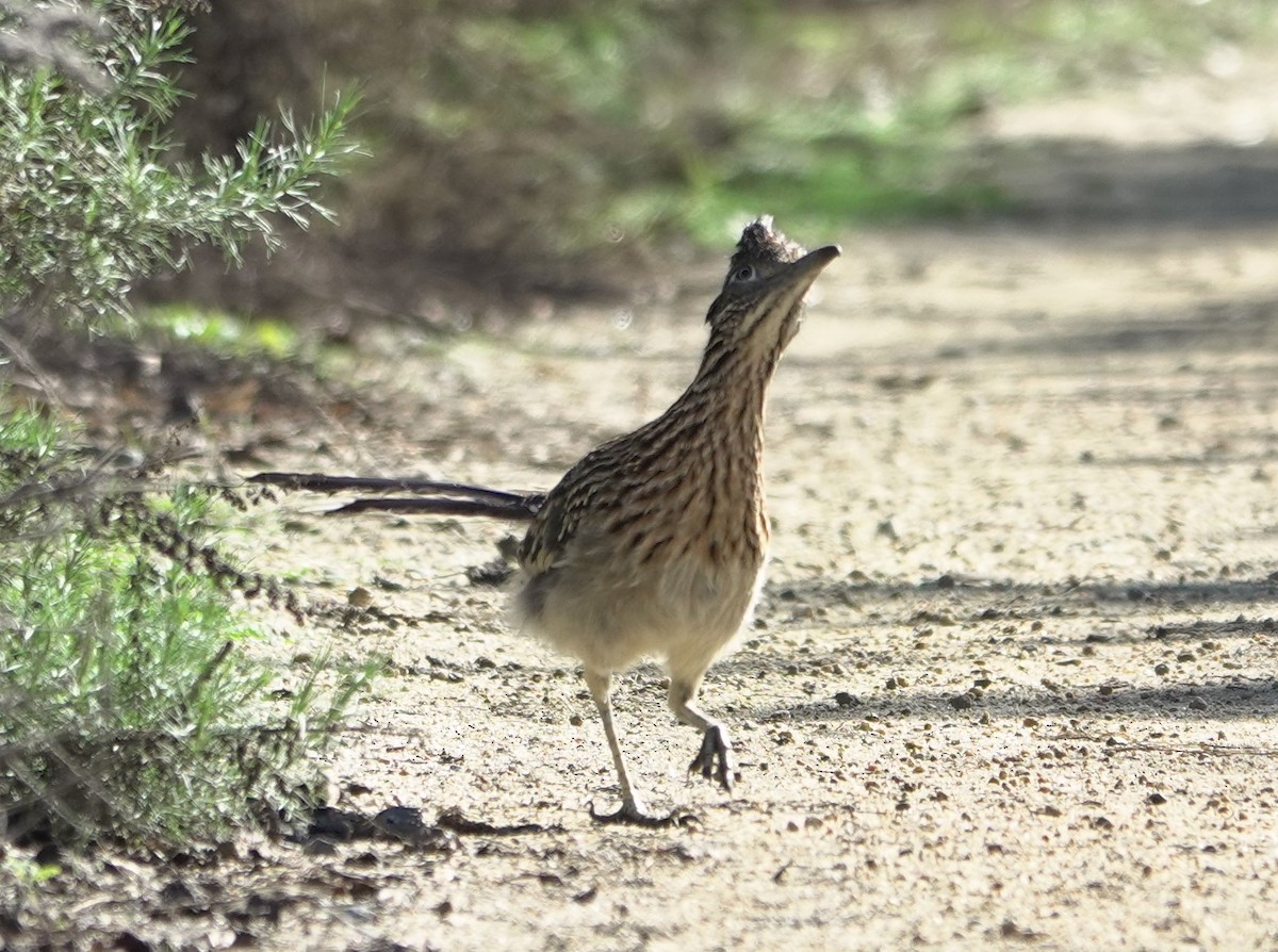 Greater Roadrunner - ML646524985