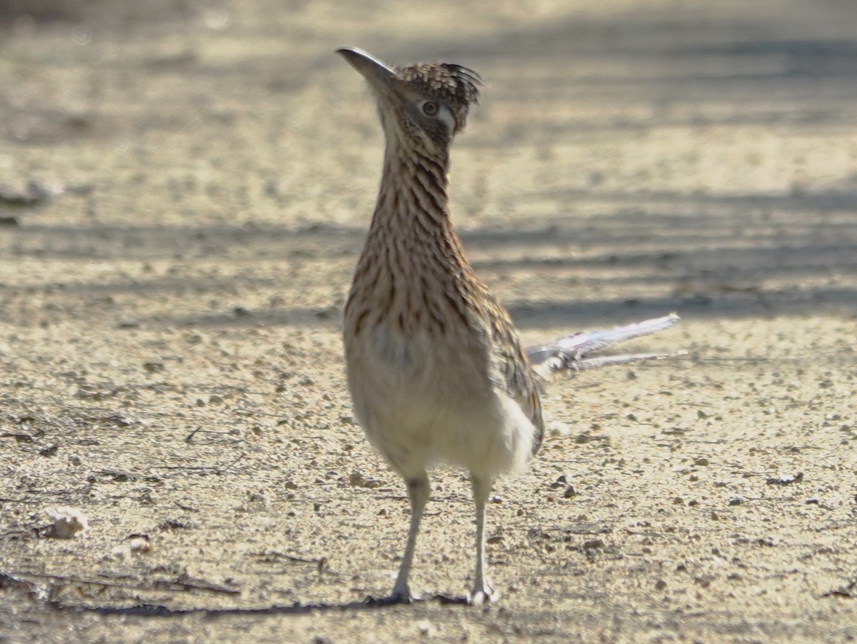 Greater Roadrunner - ML646524986