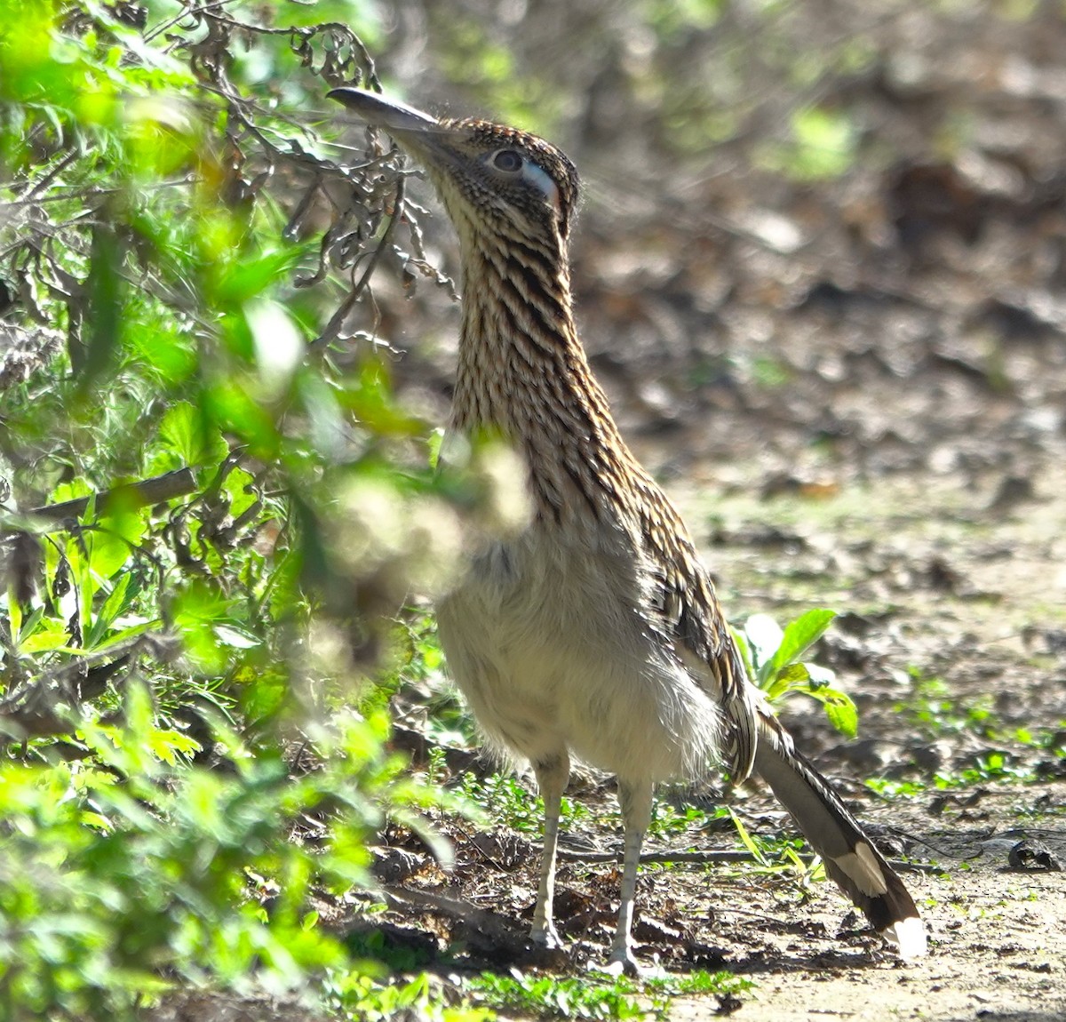 Greater Roadrunner - ML646524987
