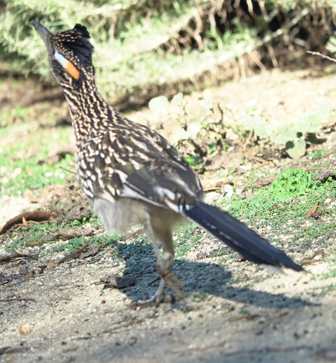 Greater Roadrunner - ML646524988
