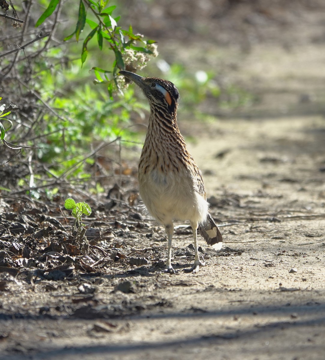 Greater Roadrunner - ML646524989