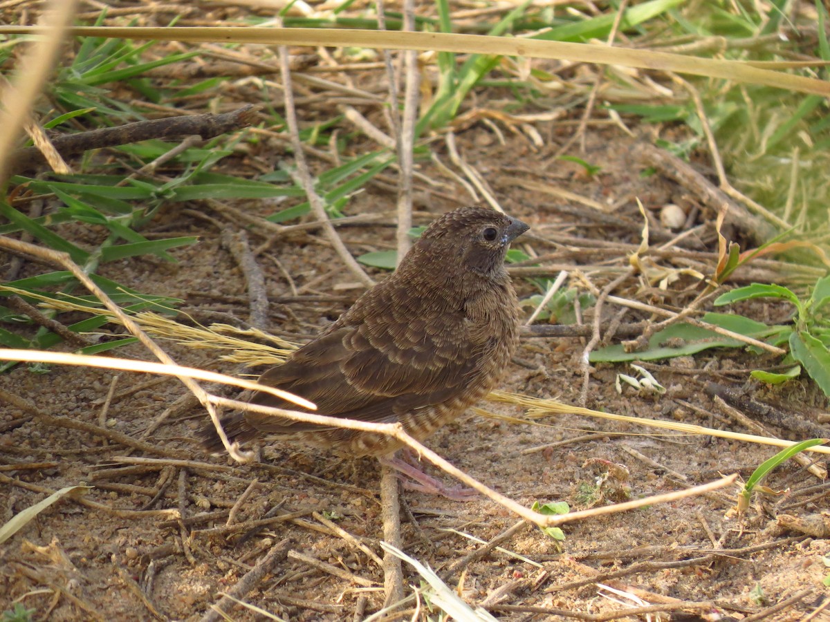 Quailfinch (Black-faced) - ML646524990