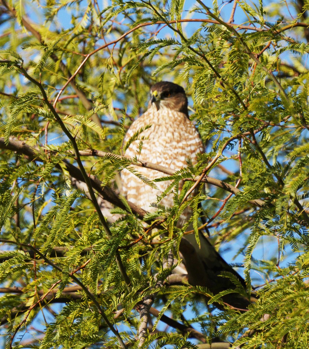 Cooper's Hawk - ML646524991