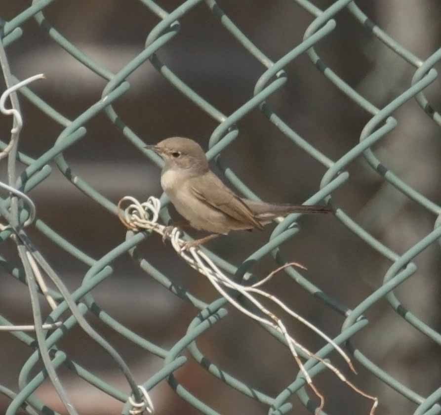 Curruca de Ménétries - ML646524993