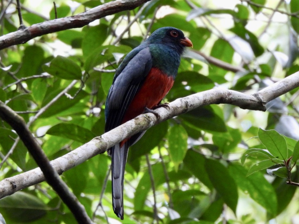 Трогон червонодзьобий - ML646524996