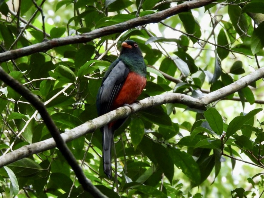 Трогон червонодзьобий - ML646524997