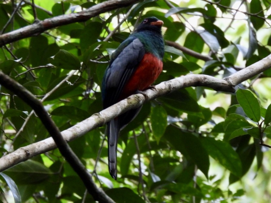 Трогон червонодзьобий - ML646524999