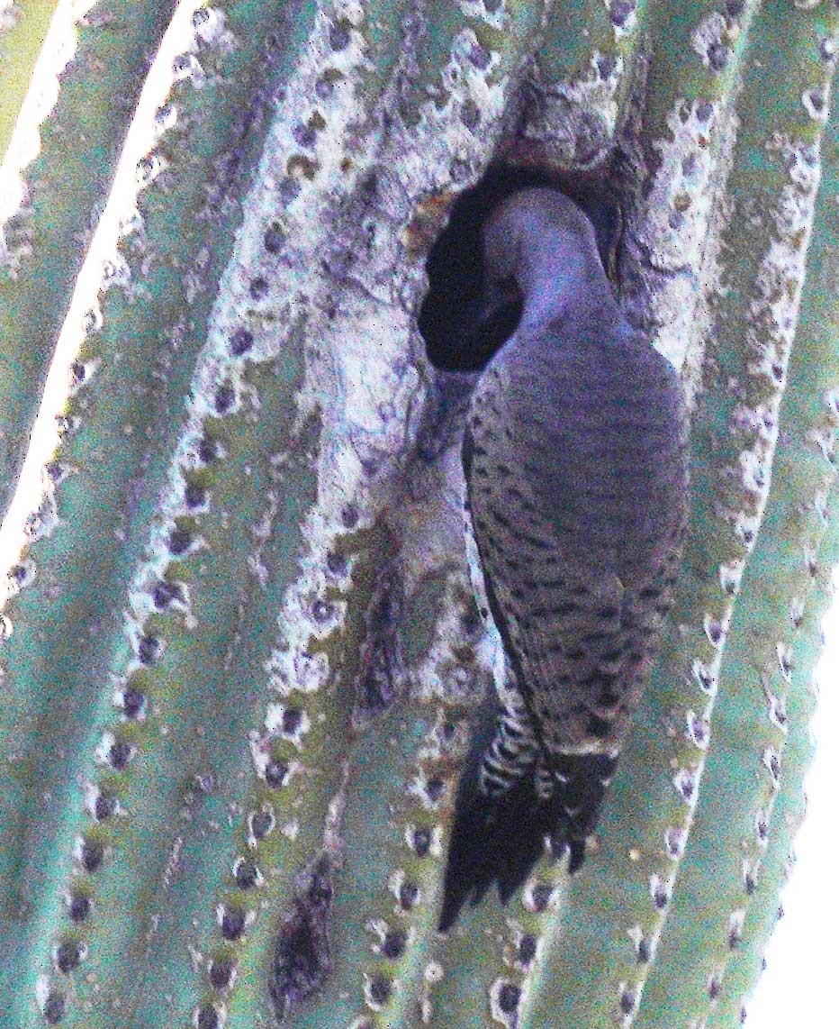 Gilded Flicker - ML646525000