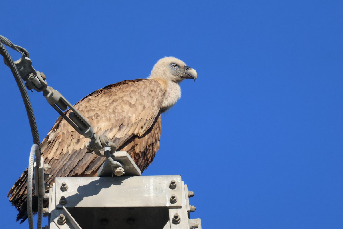 Eurasian Griffon - ML646525003