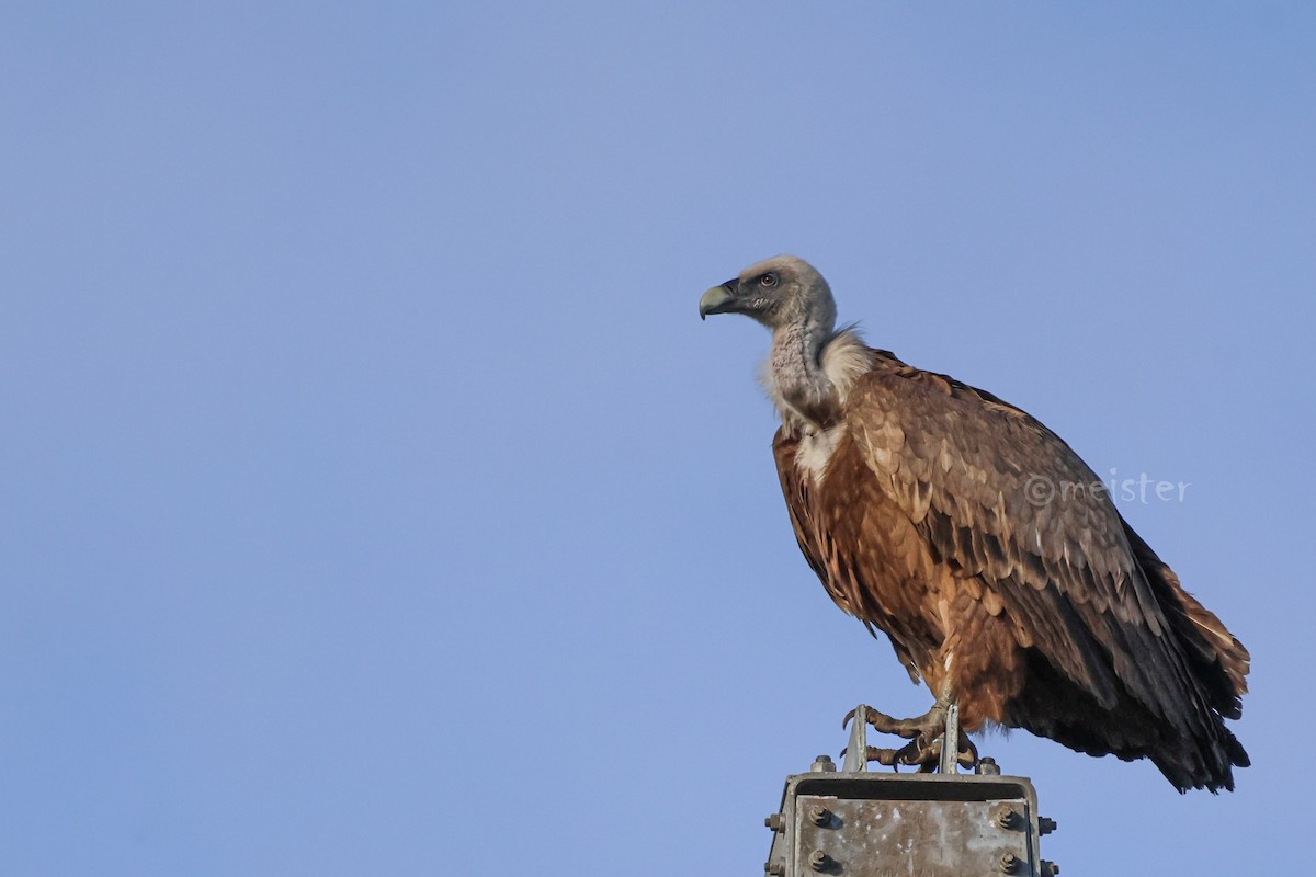 Eurasian Griffon - ML646525004