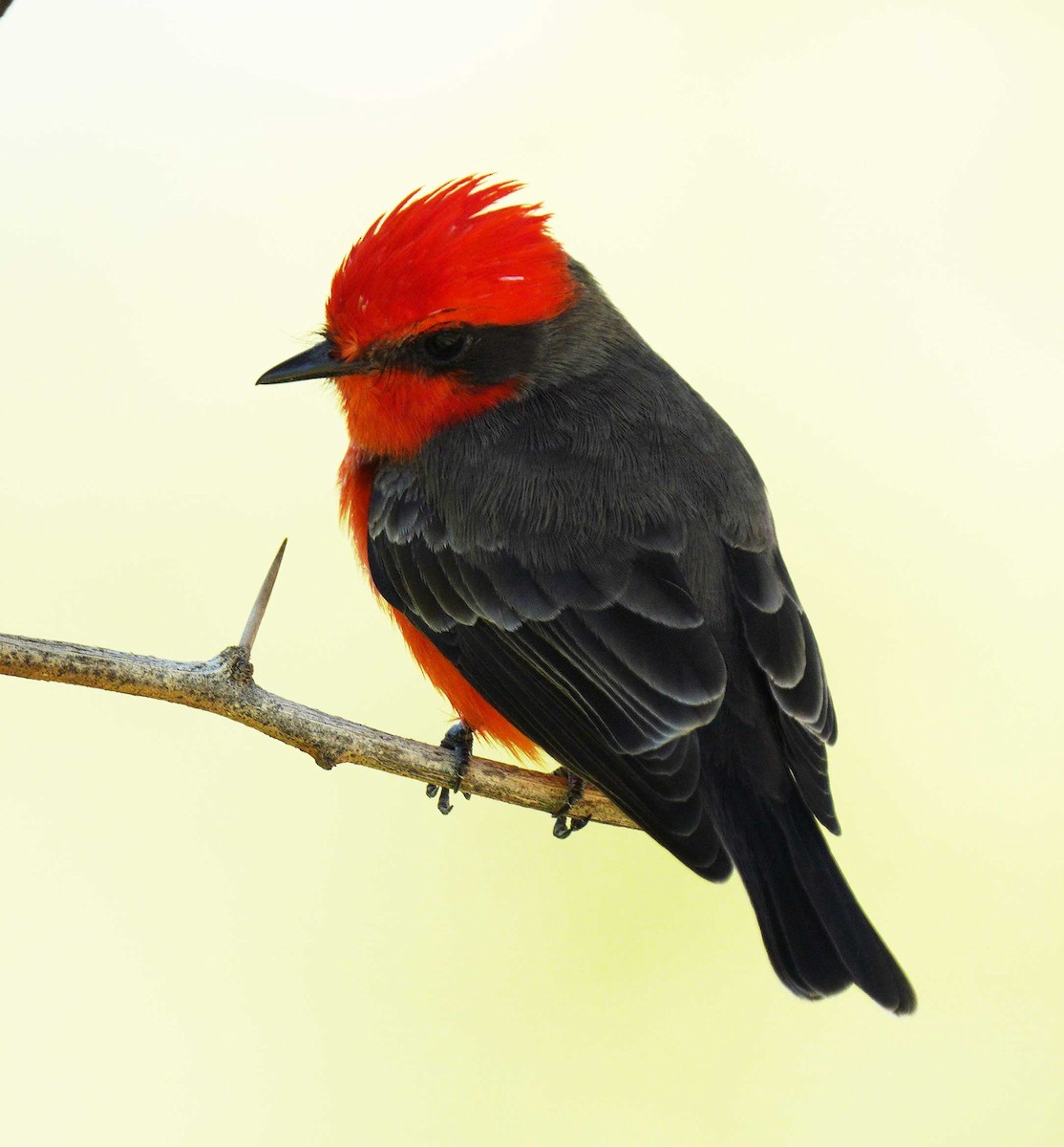 Vermilion Flycatcher - ML646525005