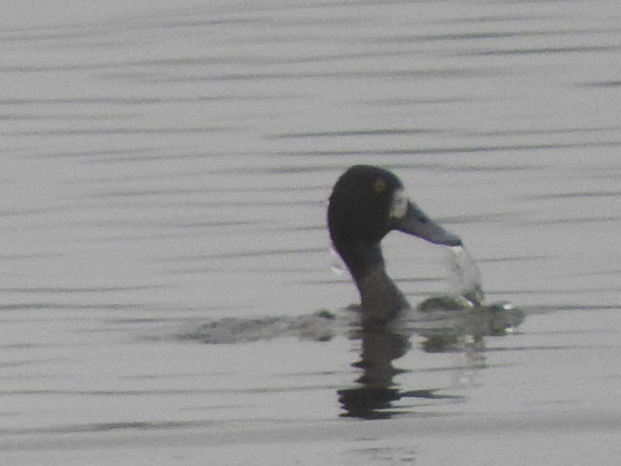 Greater Scaup - ML646525006