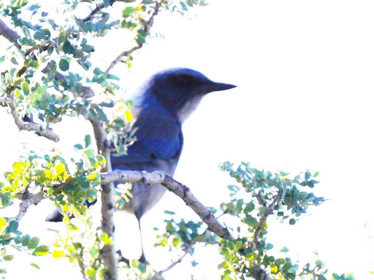 Woodhouse's Scrub-Jay - ML646525009