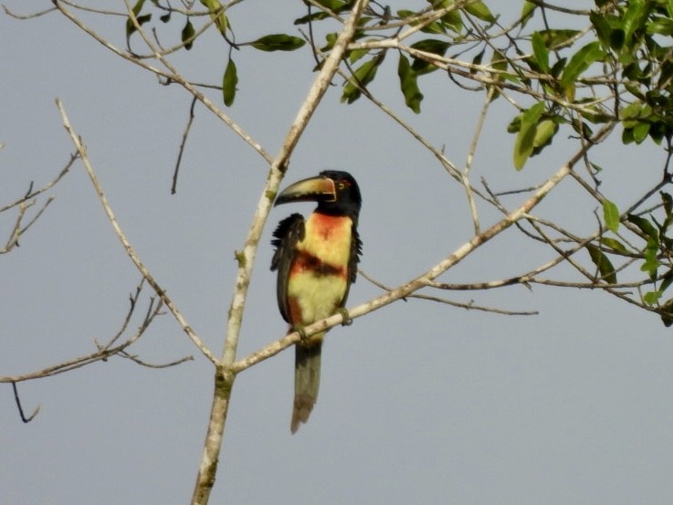 Collared Aracari - ML646525011