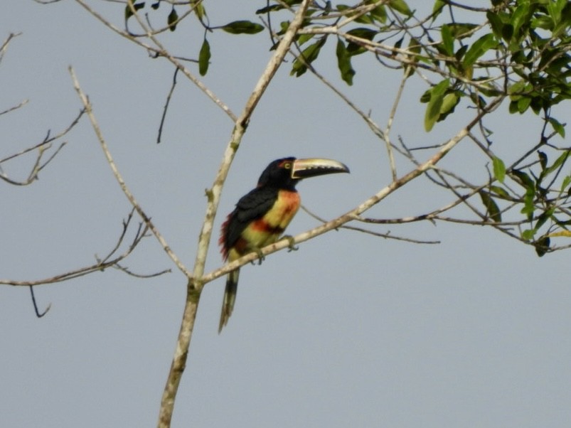 Collared Aracari - ML646525012