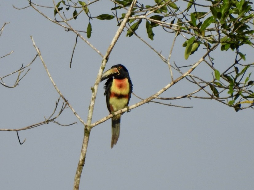 Collared Aracari - ML646525013