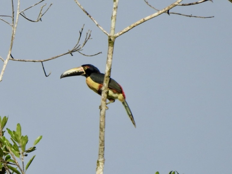 Collared Aracari - ML646525014