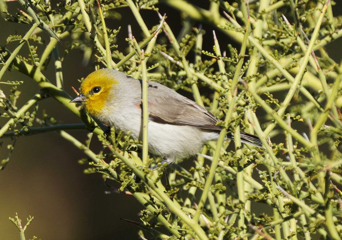 Verdin - ML646525016