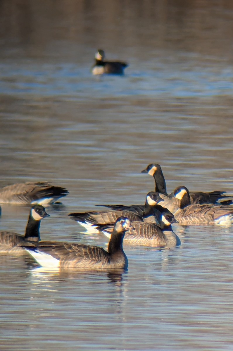 Greater White-fronted x Cackling Goose (hybrid) - ML646525018