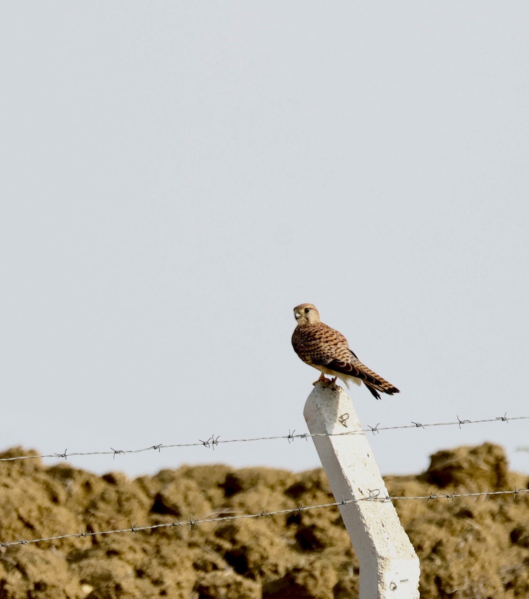 Боривітер звичайний - ML646525020