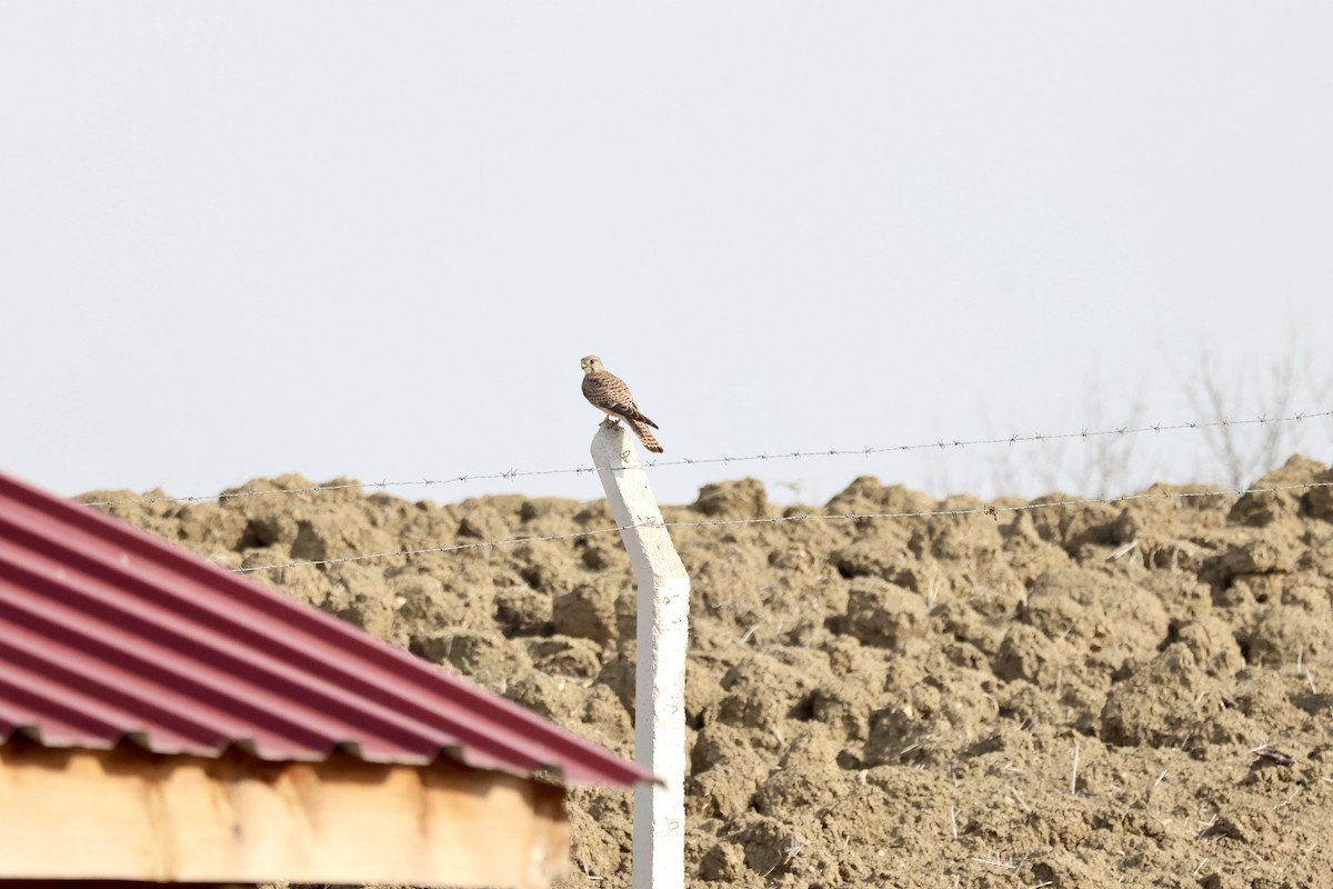 Боривітер звичайний - ML646525021