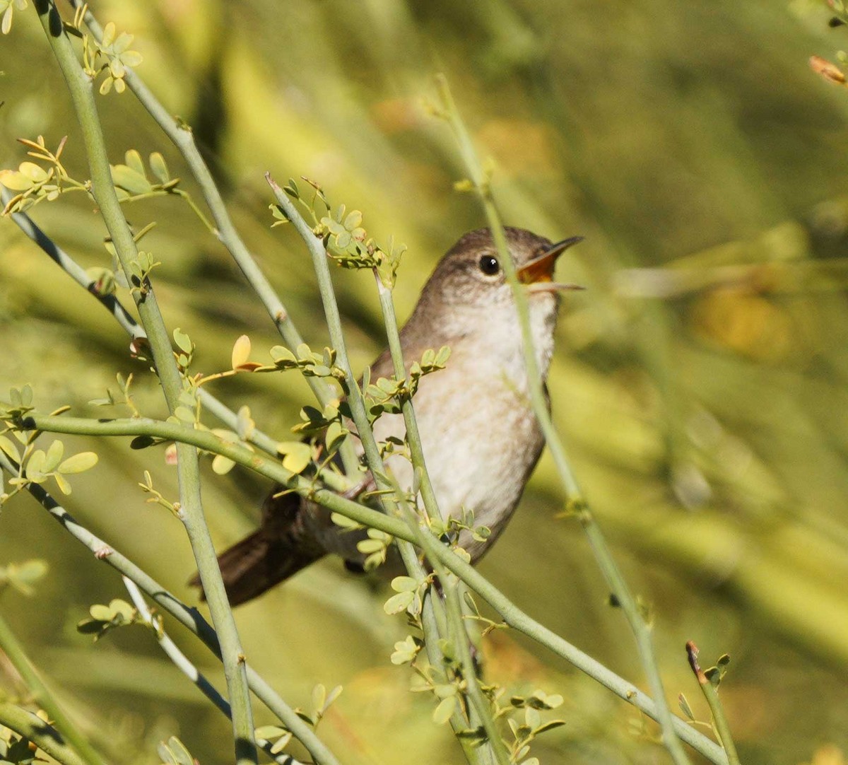 Northern House Wren - ML646525022