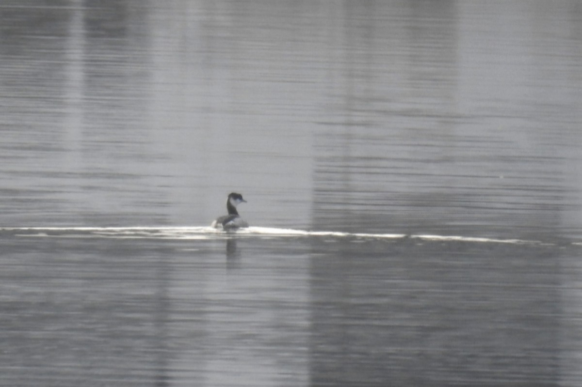 角鸊鷉 - ML646525024