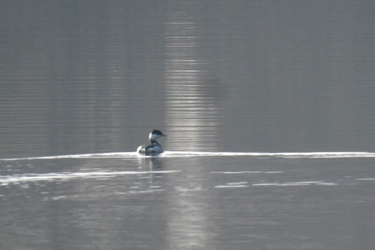 角鸊鷉 - ML646525025