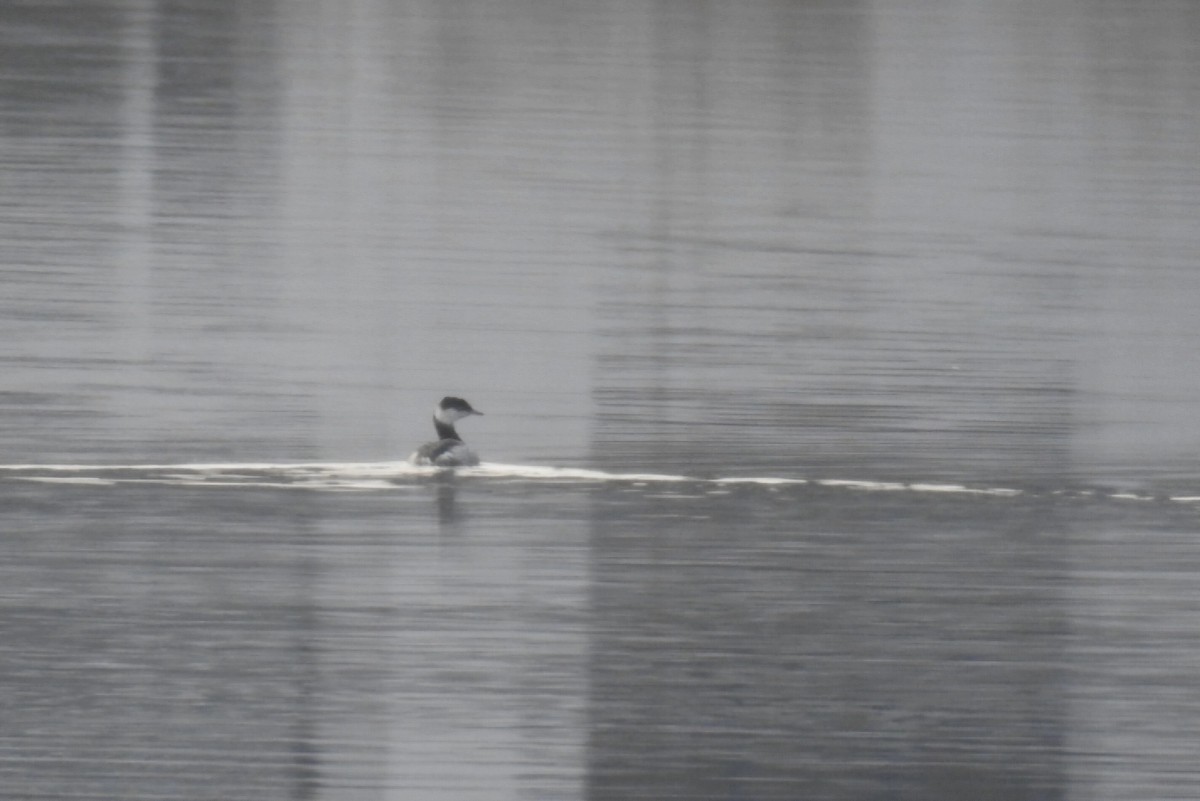 角鸊鷉 - ML646525026