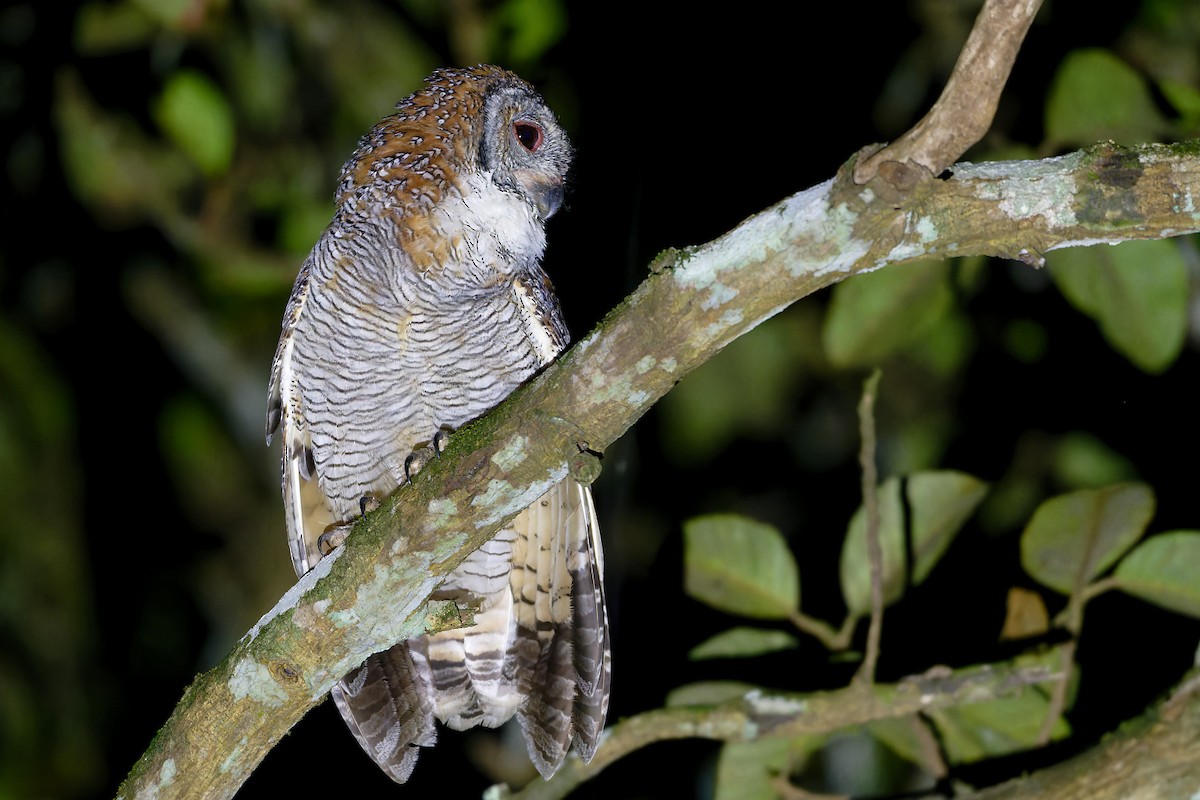 Mottled Wood-Owl - ML646525028