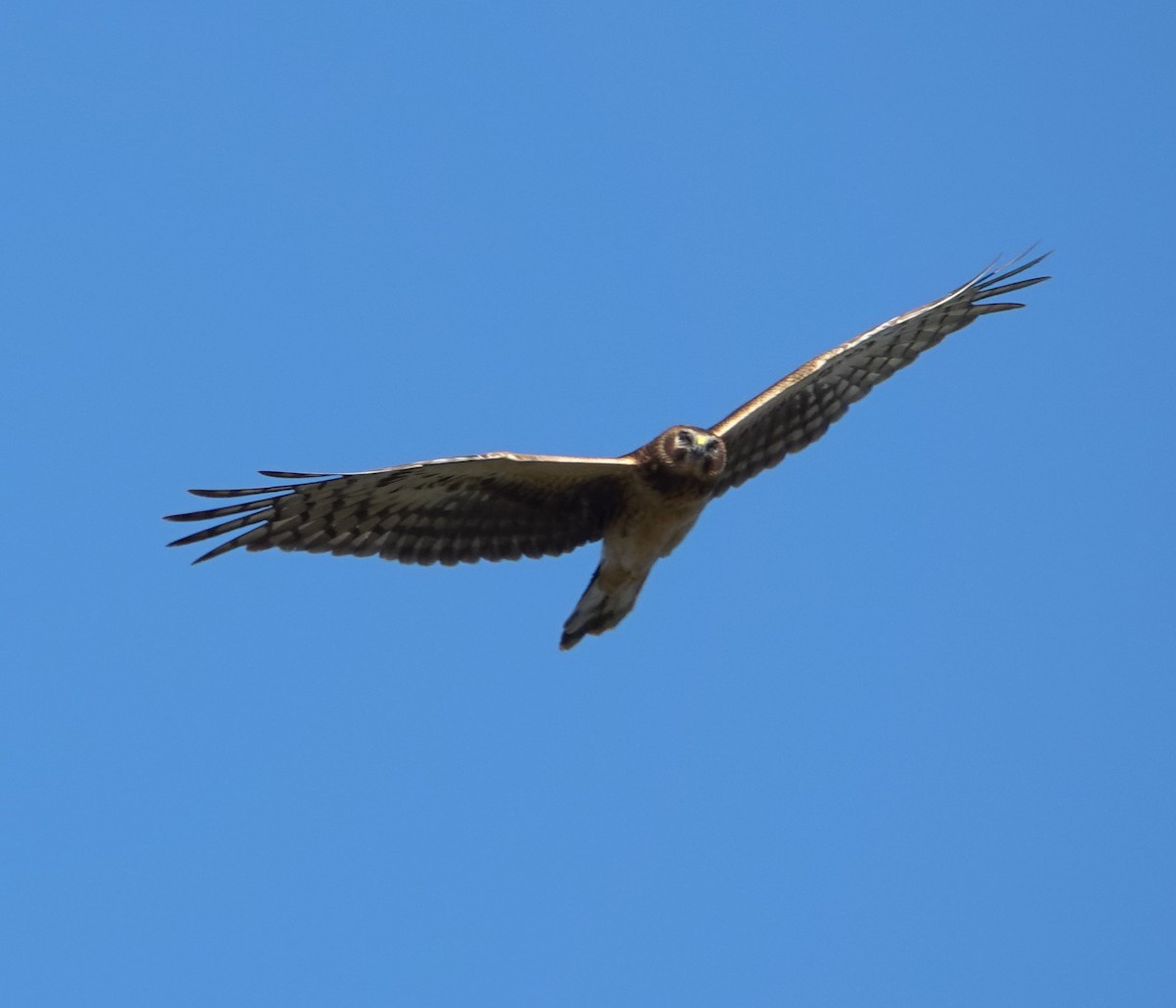 Northern Harrier - ML646525029