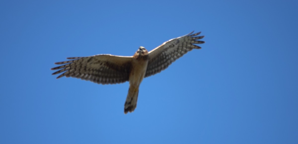 Northern Harrier - ML646525030