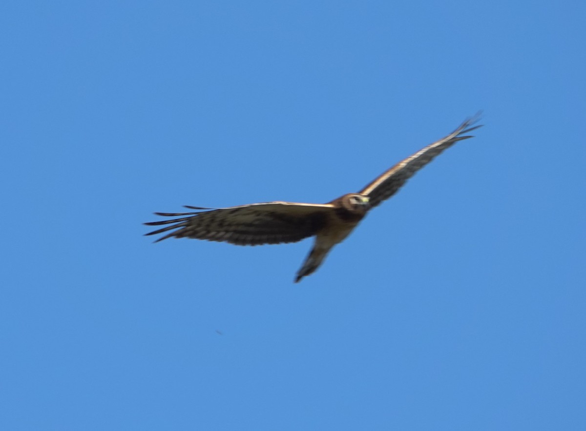 Northern Harrier - ML646525031