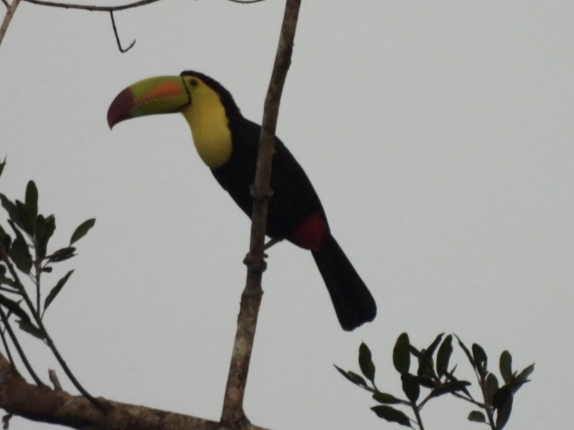 Keel-billed Toucan - ML646525033