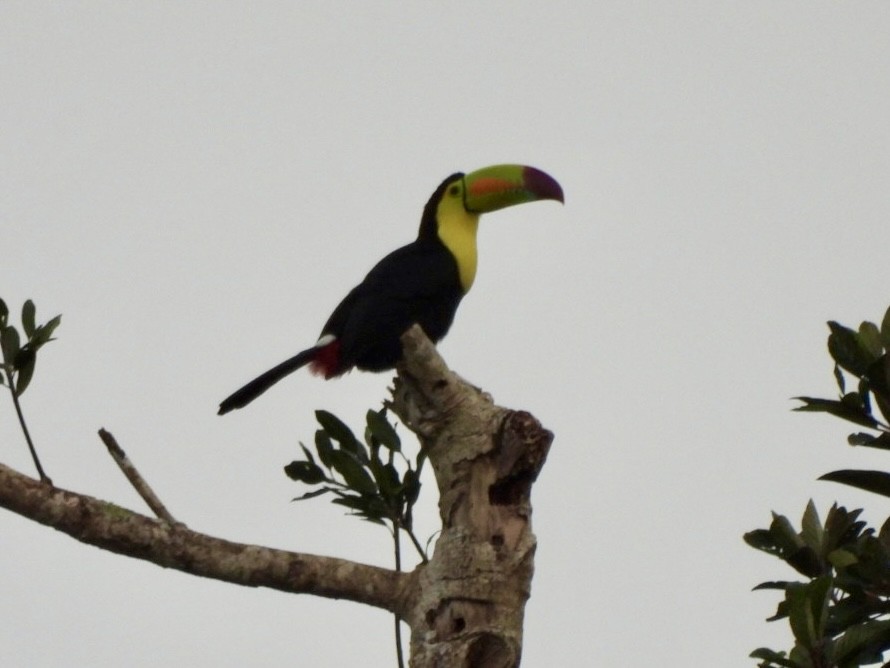 Keel-billed Toucan - ML646525034