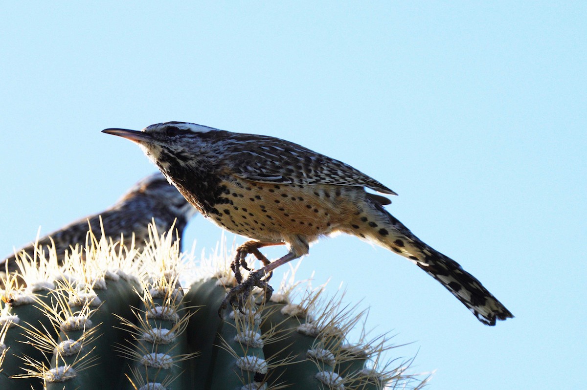 Cactus Wren - ML646525035