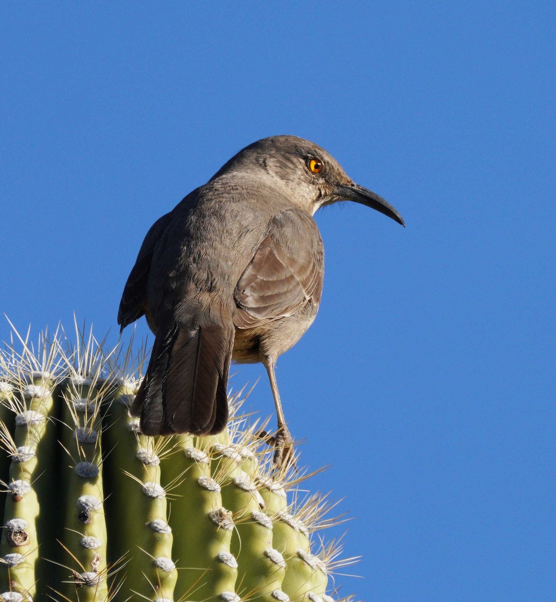 Curve-billed Thrasher - ML646525042