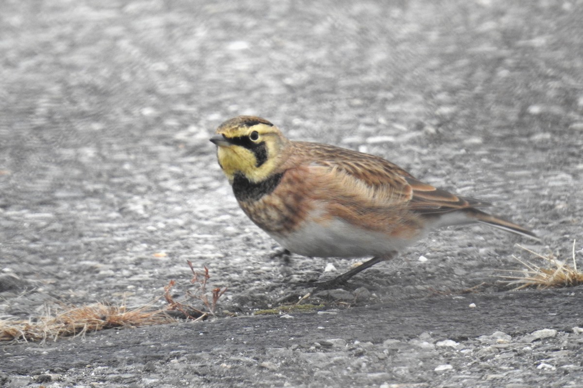 Horned Lark - ML646525045