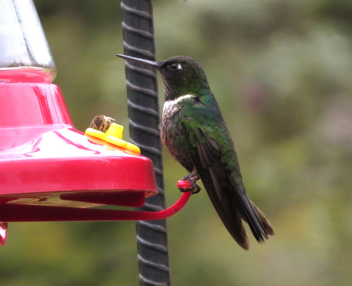 Longuemare's Sunangel - ML646525052