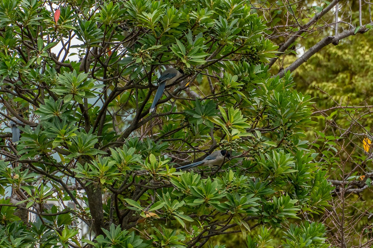 Сорока блакитна - ML646525053