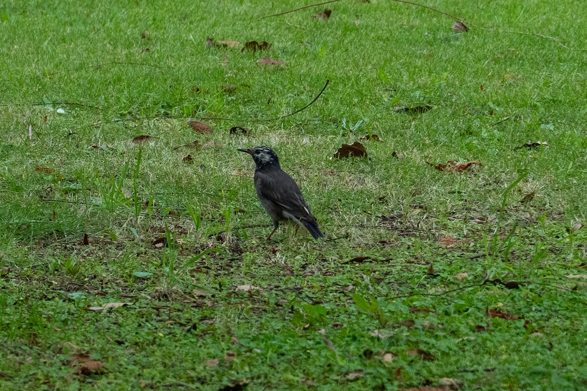 Шпак сірий - ML646525062