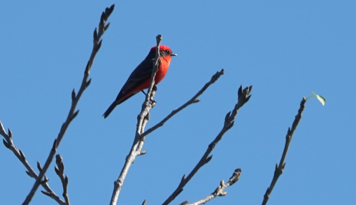 Vermilion Flycatcher - ML646525063