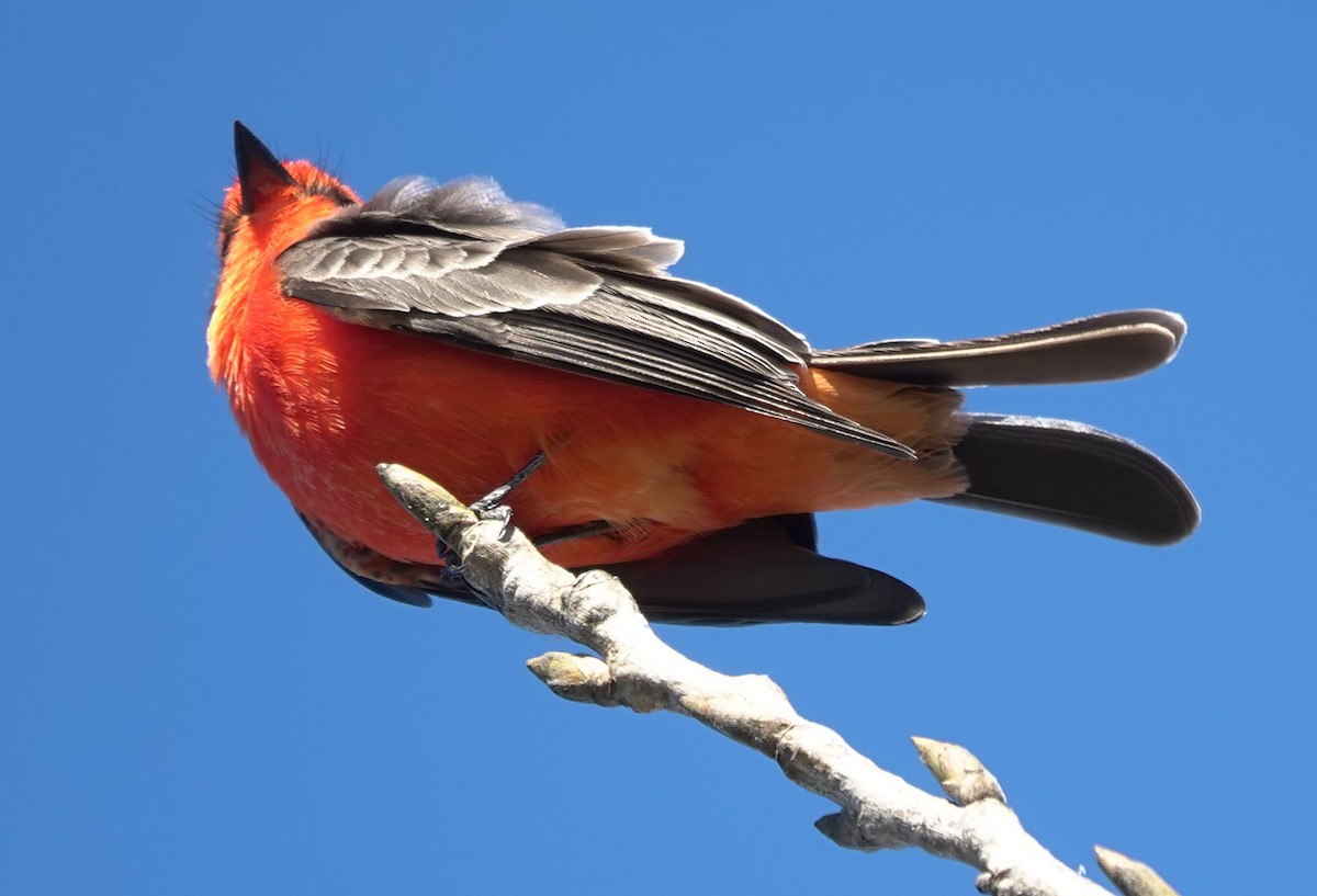 Vermilion Flycatcher - ML646525064