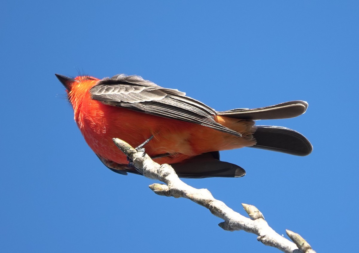 Vermilion Flycatcher - ML646525065
