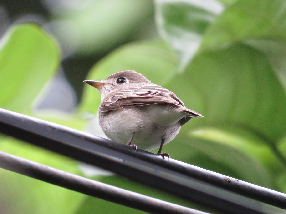 Asian Brown Flycatcher - ML646525066