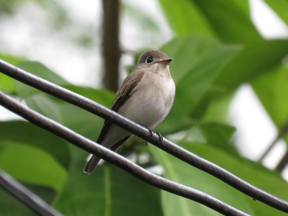 Asian Brown Flycatcher - ML646525067